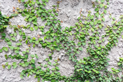 Full frame shot of ivy growing on tree trunk
