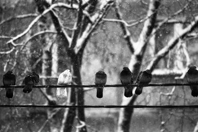 Close-up of birds perching outdoors