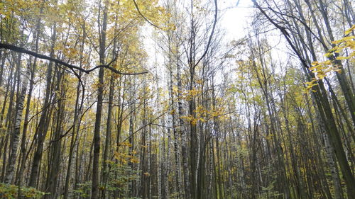 Low angle view of trees in the forest