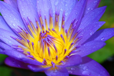 Close-up of wet purple flower