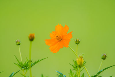 Close-up of orange cosmos flower