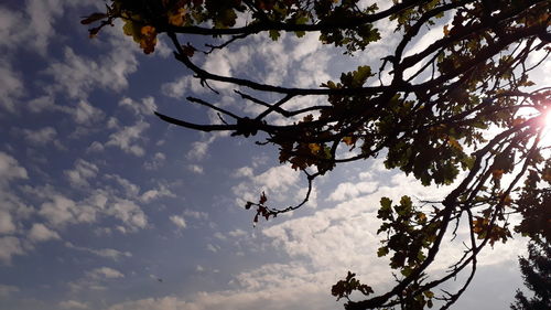 Low angle view of silhouette tree branch against sky