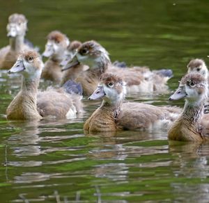 Ducks in a lake