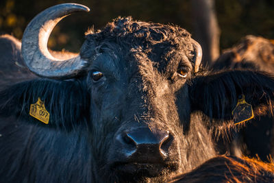 Close-up of a horse