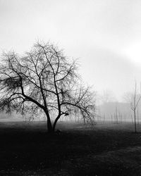 Bare tree on field against sky