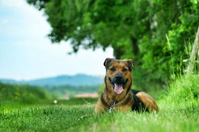 Portrait of dog on grassy field