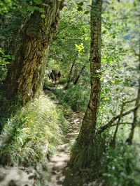 View of trees in forest