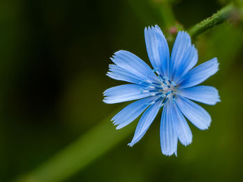 Close-up of purple blue flower