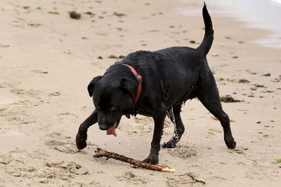 Black dog on beach