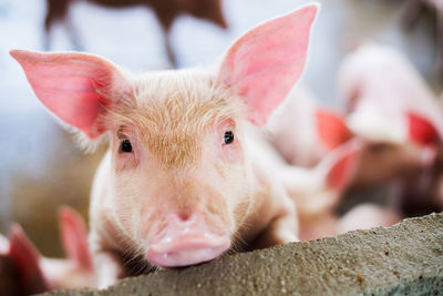 Close-up portrait of piglet