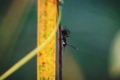 Close-up of insect on leaf