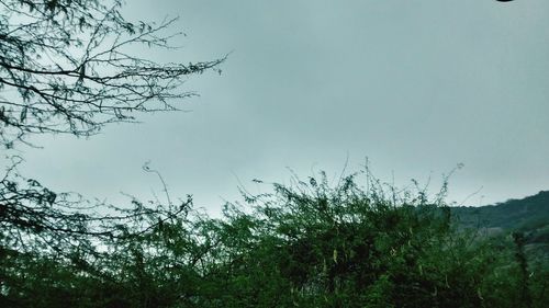 Low angle view of trees against sky