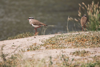 Birds perching on field