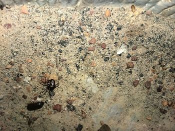 High angle view of ant on rock