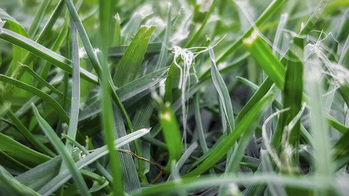 Close-up of fresh green plants in field
