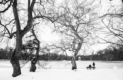 Bare trees on snow covered field