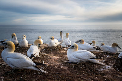 High angle view of birds perching on beach against sky