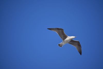 Low angle view of seagull flying against clear blue sky