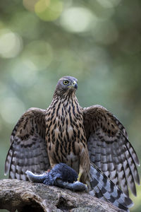 Close-up of bird with dead animal on rock