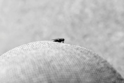 Close-up of fly on finger