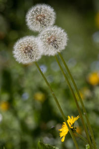 Close-up of dandelion flower on field