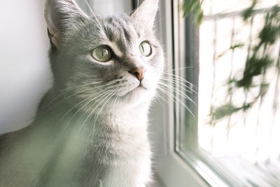 Close-up portrait of a gray striped domestic cat sitting on a window around christmas tree. 