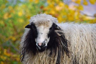 Close-up portrait of horse