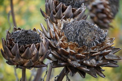 Close-up of dried plant on field