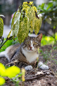 Portrait of a cat looking away