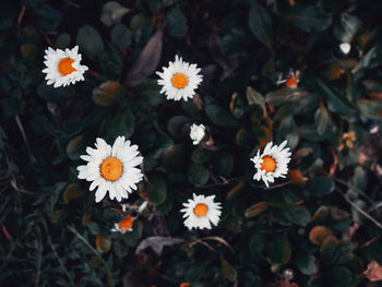 High angle view of white daisy flowers