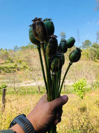 Hand holding plant on field against sky