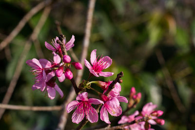 Close-up of pink flowers