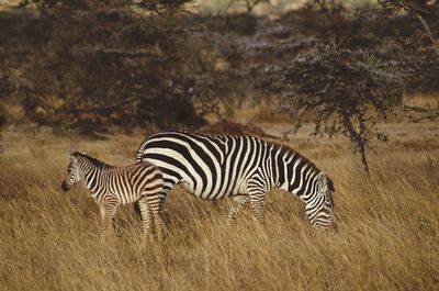 Zebra in a field