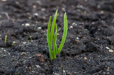 Close-up of plant growing on field