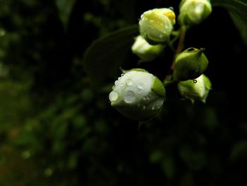 Close-up of water drops on leaf