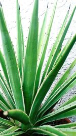 Close-up of green leaves