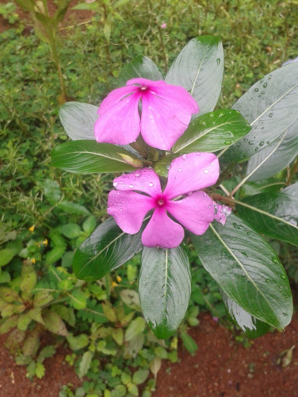 CLOSE-UP OF PURPLE FLOWERS