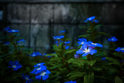 Close-up of blue flowering plant
