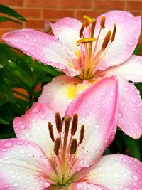 Close-up of wet pink flower blooming outdoors