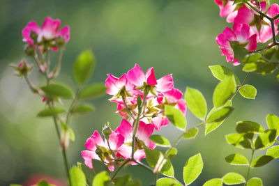 Close-up of pink flowering plant