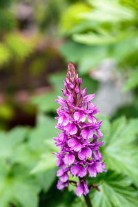 Close-up of pink flowers blooming outdoors