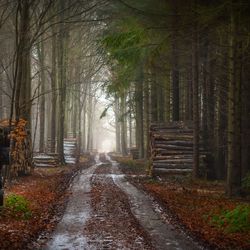 Road amidst trees in forest