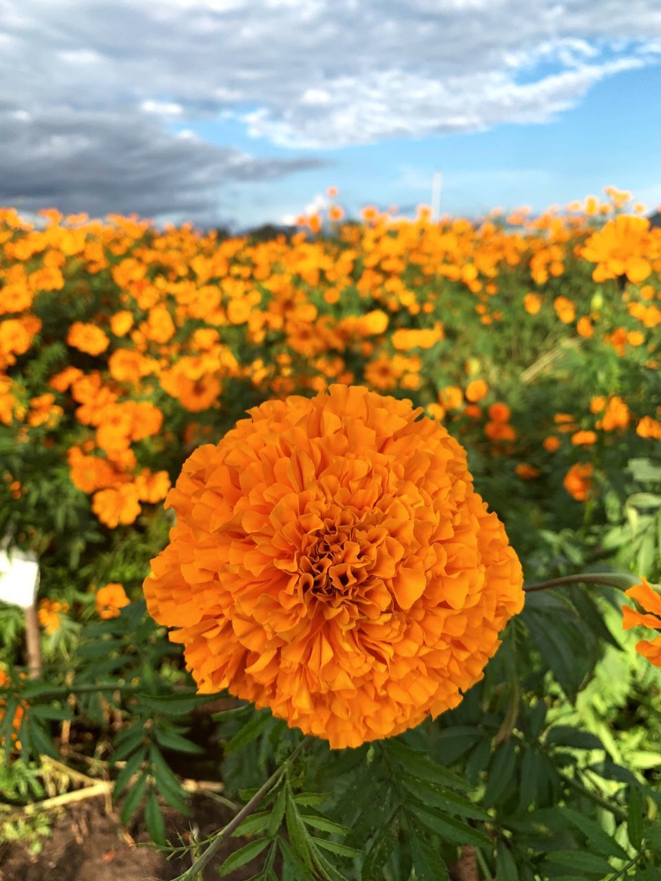 flowering plant, flower, freshness, fragility, beauty in nature, vulnerability, plant, growth, flower head, petal, inflorescence, close-up, nature, orange color, yellow, cloud - sky, marigold, field, day, focus on foreground, no people, outdoors, pollen