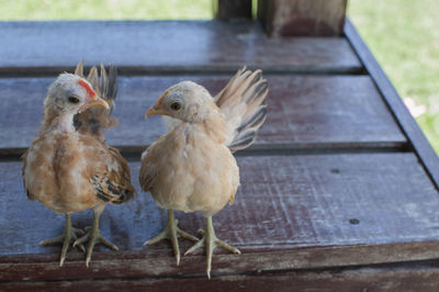 Close-up of chicks standing face to face on table