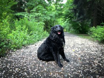 Black dog looking away against trees
