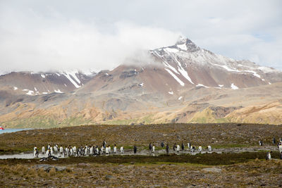 Penguins on field