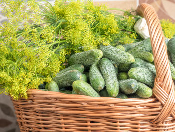 Pile of fresh pickling cucumbers with dill in wicker basket ready for pickling