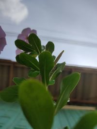 Close-up of green leaves on potted plant against window