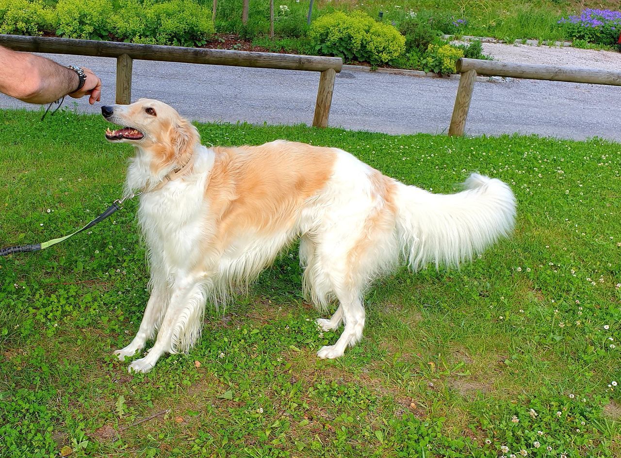 DOG ON FIELD BY LAND