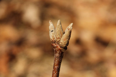 Close-up of dried plant